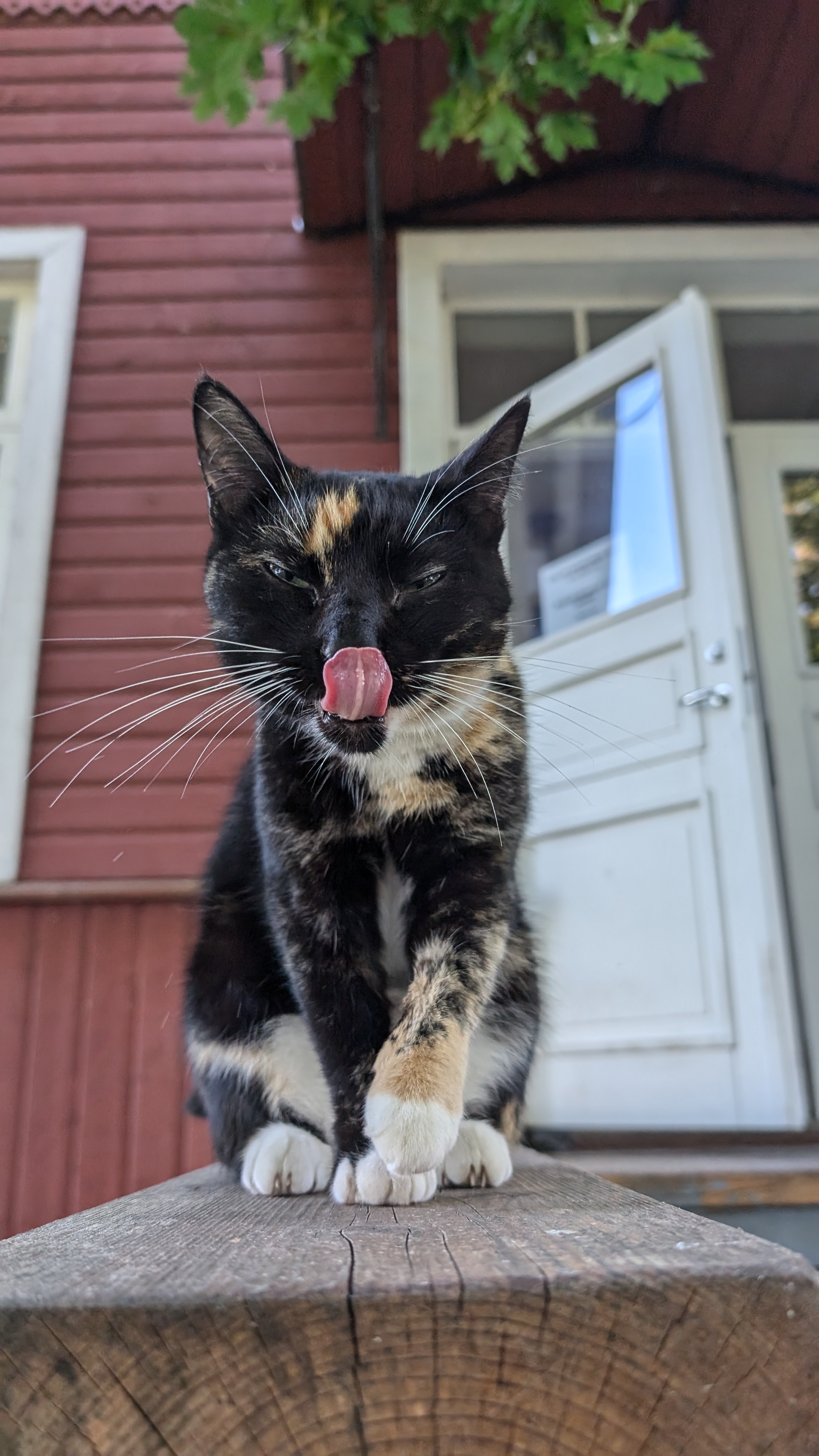 Pipi3