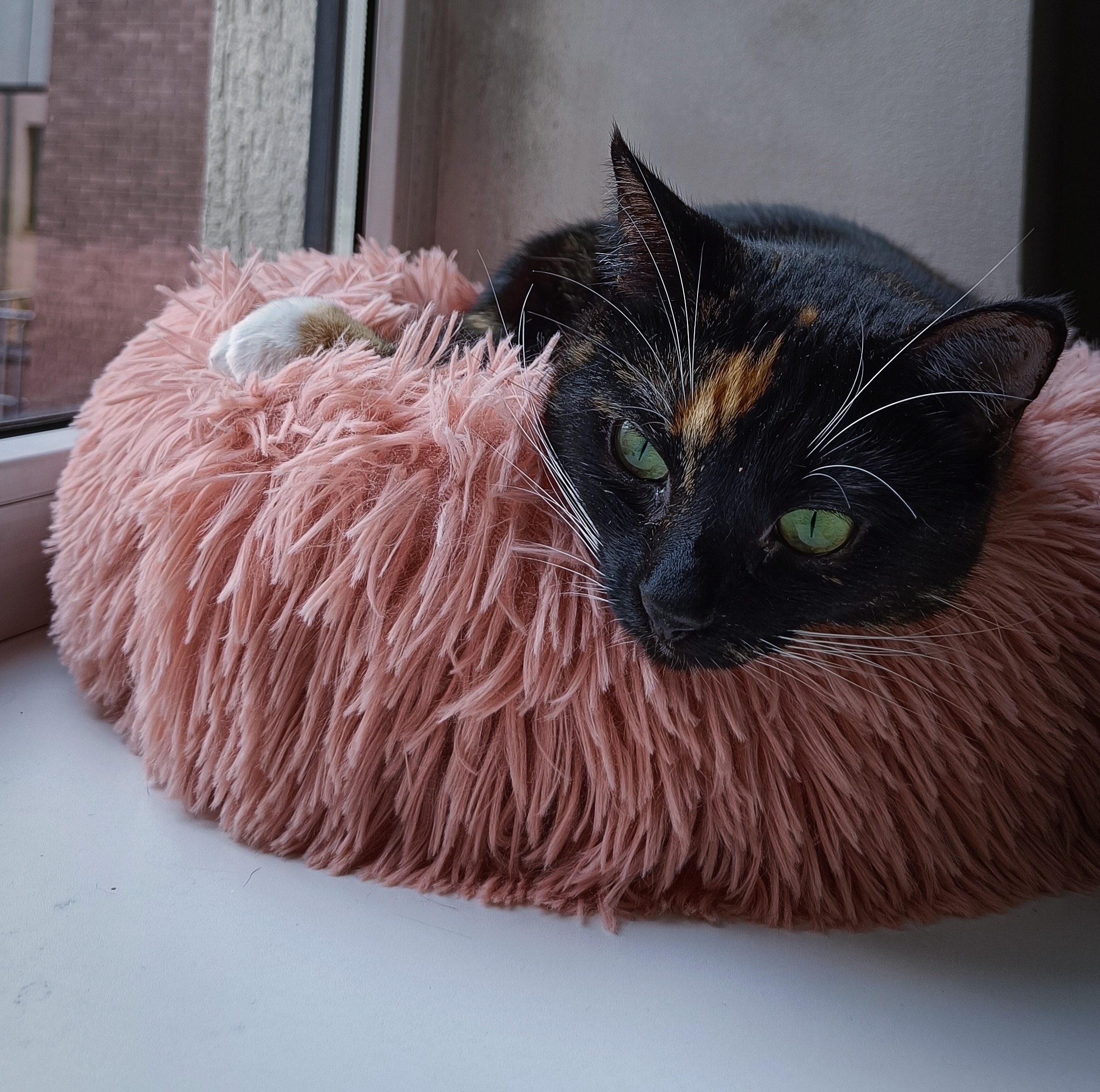 Pipi the Great